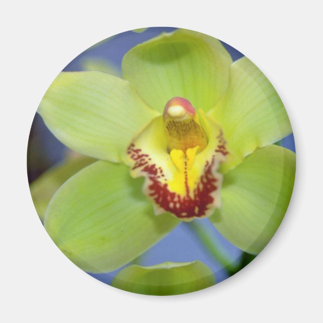 Limone Cymbidium Blume Magnet (Vorne)
