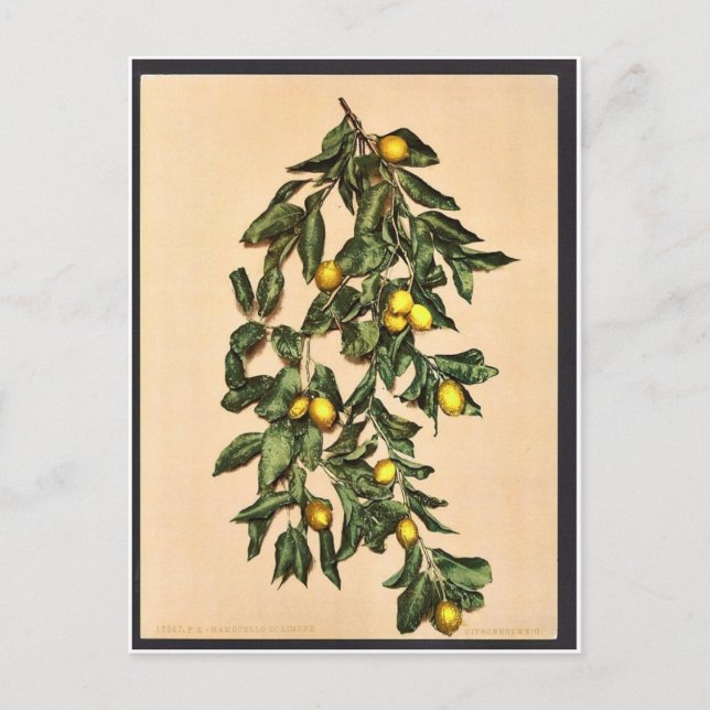 Limone, Gardasee, Italien Postkarte (Vorderseite)