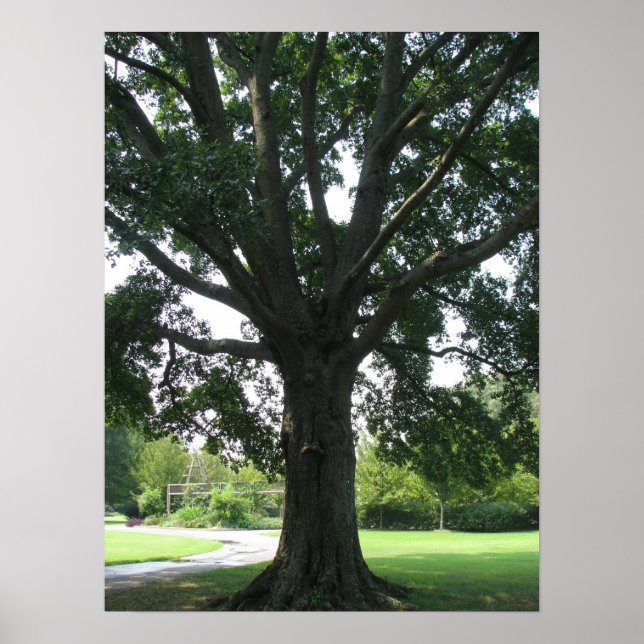 Limonen Poster (Vorne)