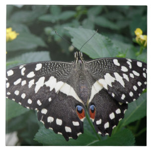 Limoner Schmetterling und Blume Fliese