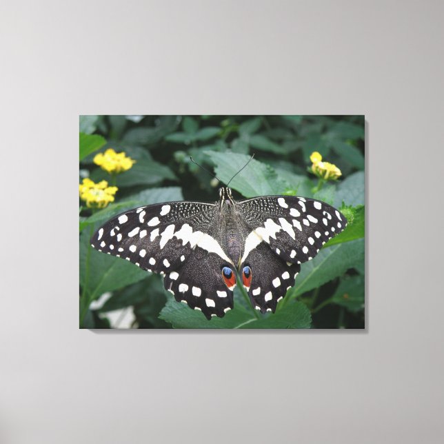 Limoner Schmetterling und Blume Leinwand (Vorderseite)