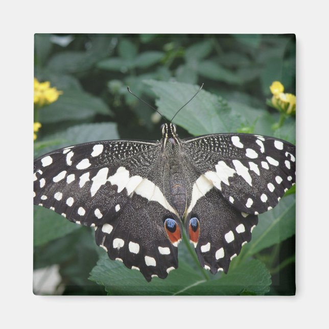 Limoner Schmetterling und Blume Magnet (Vorne)
