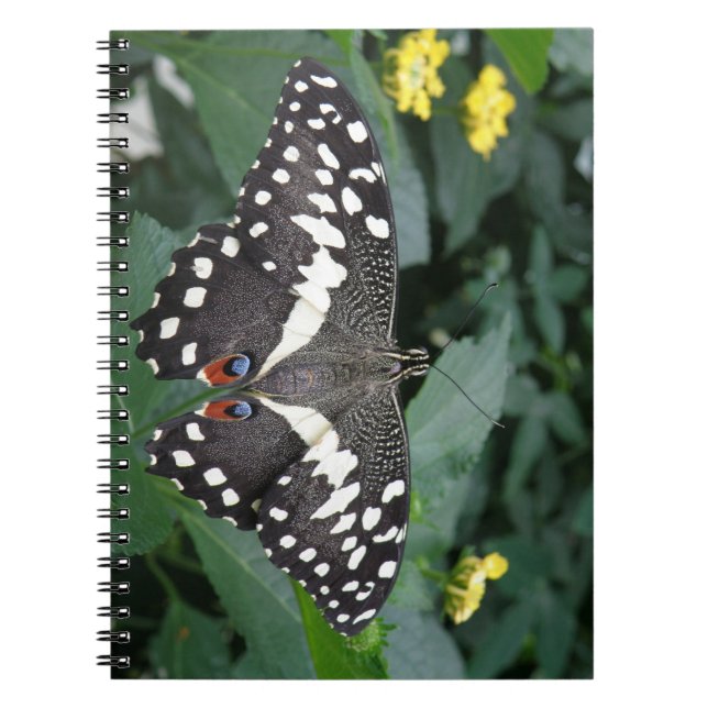Limoner Schmetterling und Blume Notizblock (Vorderseite)