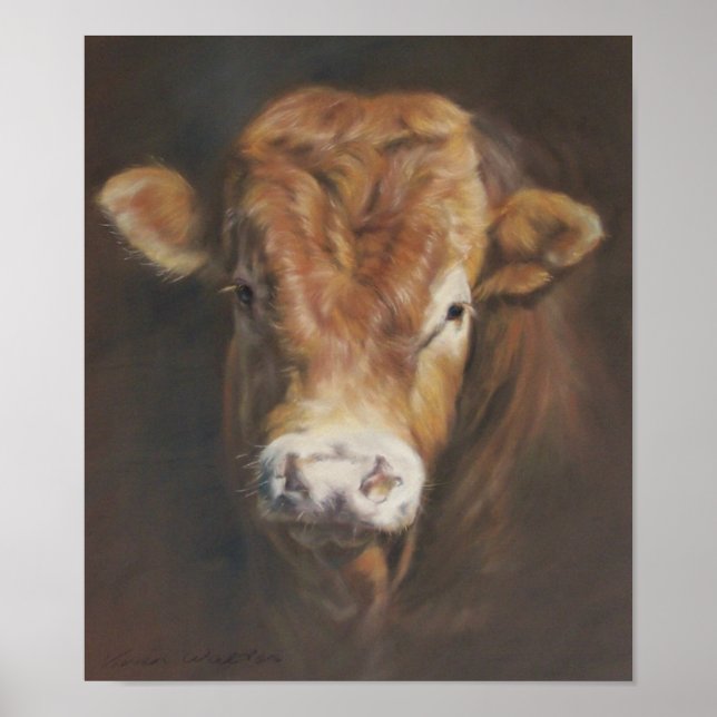 Limousin Bull Poster (Vorne)