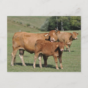 Limousin Kuh leckt ihr Kalb Postkarte