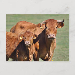 Limousin, Kuh und Kalb Postkarte