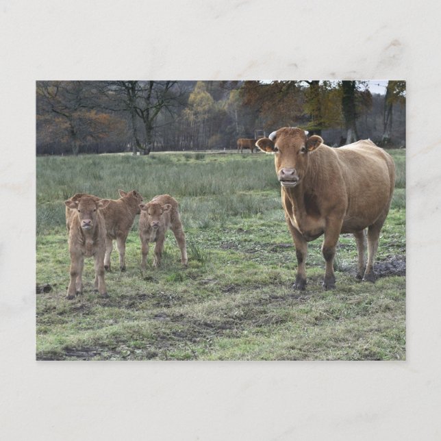 Limousin, Kuh und Kälber Postkarte (Vorderseite)