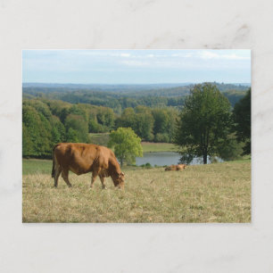 Limousin Postkarte