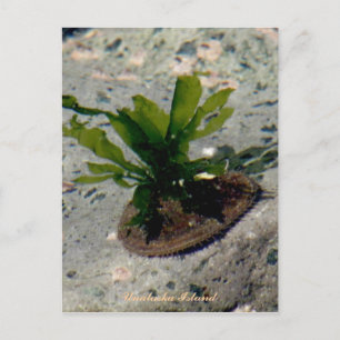 Limpet mit Kelp, Insel Unalaska Postkarte