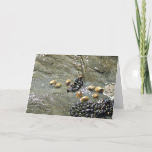 Limpets und Mussels in der Sun Greetings Card Karte