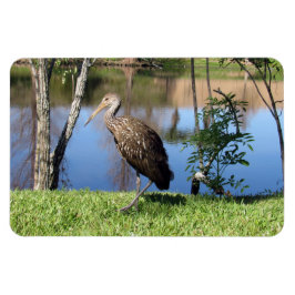 Limpkin (1118) Magnet