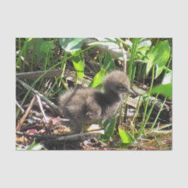 Limpkin Chick - Florida Wading Bird Tissue Paper Seidenpapier