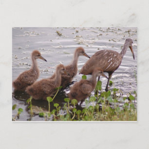 Limpkin-Familie Postkarte