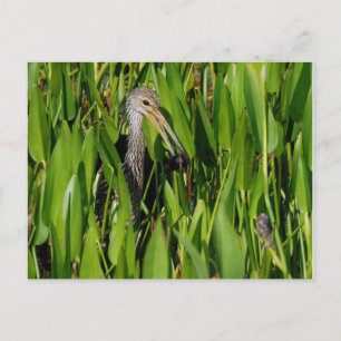 Limpkin in den Schilden Postkarte