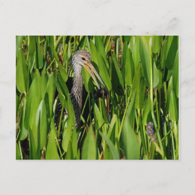Limpkin in den Schilden Postkarte (Vorderseite)