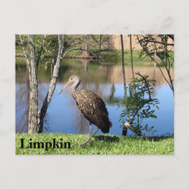 Limpkin - Postkarte lernen - Florida