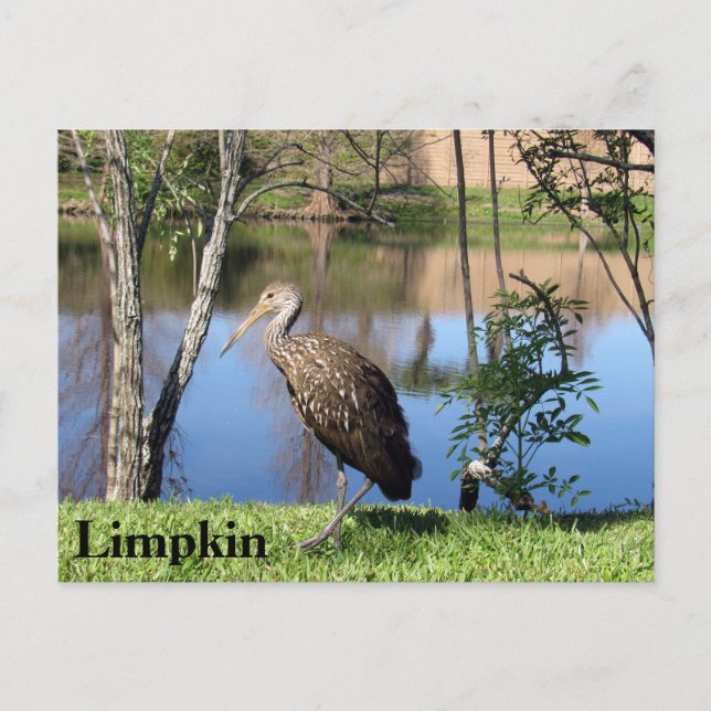 Limpkin - Postkarte lernen - Florida (Vorderseite)