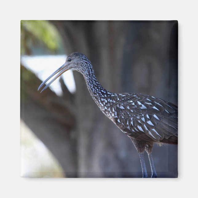 Limpkin, The Crying Bird Magnet (Vorne)