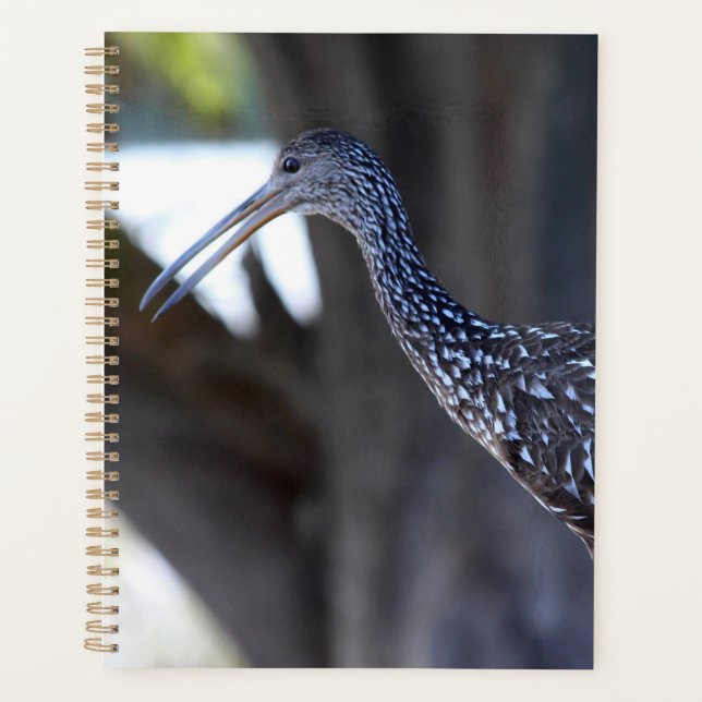 Limpkin, The Crying Bird Planer (Vorderseite)