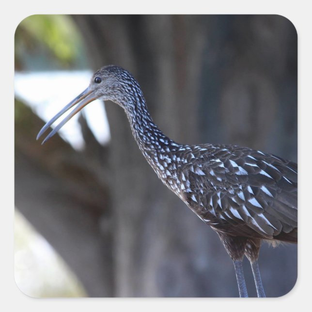 Limpkin, The Crying Bird Quadratischer Aufkleber (Vorderseite)