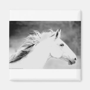 LIN26BW Mane in the Wind.tif Magnet