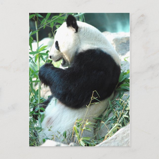 Lin Hui Postkarte (Vorderseite)