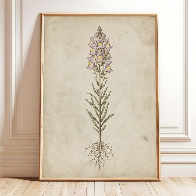 Linaria Bloom Vintage-Wandkunst Poster (Von Creator hochgeladen)