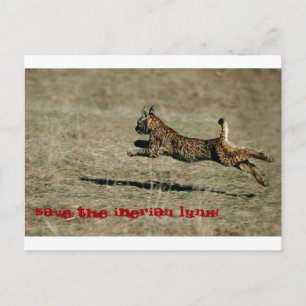 LINCE IBÉRICO, Rett den Iberischen Luchs! Postkarte