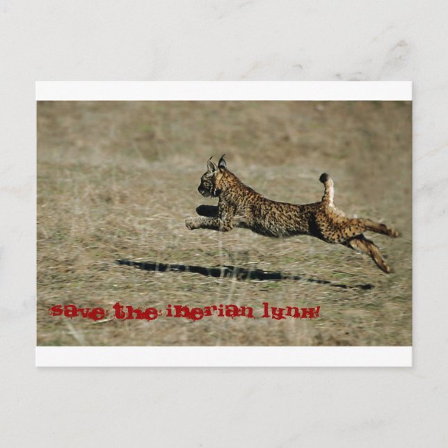 LINCE IBÉRICO, Rett den Iberischen Luchs! Postkarte (Vorderseite)