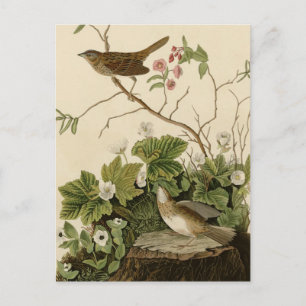 Lincoln Finch Postkarte