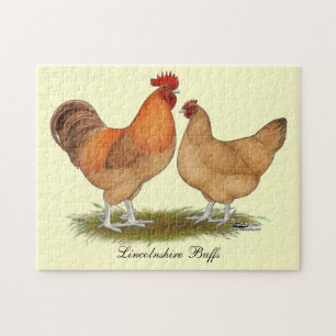 Lincolnshire Buff Chickens Puzzle