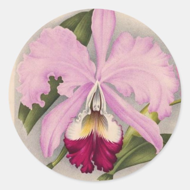 "Linden Orchid", 1897 Botanisch Runder Aufkleber (Vorderseite)