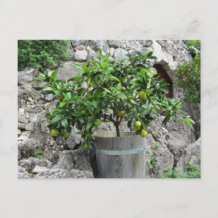 Lindenbaum Postkarte