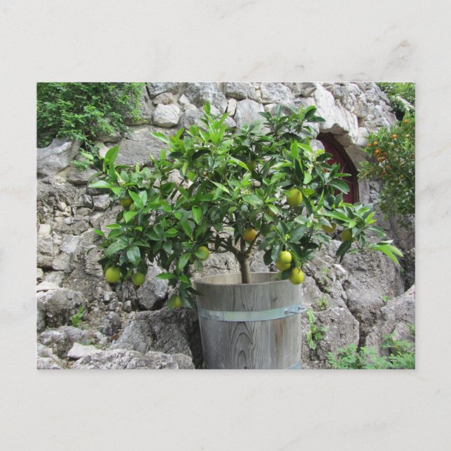 Lindenbaum Postkarte (Vorderseite)