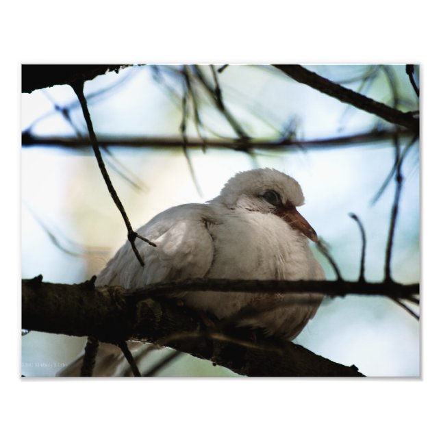 Line Master Fotodruck (Vorne)