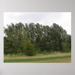 Line of Leaning Trees Landscape Print Poster