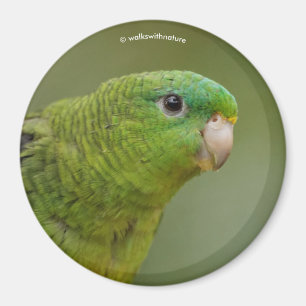 Linearparakeet Magnet