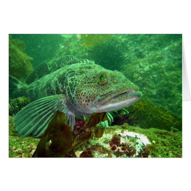 Ling Cod (Vorderseite (Horizontal))