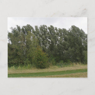 Linie der Vermietung Bäume Landschaft Postkarte