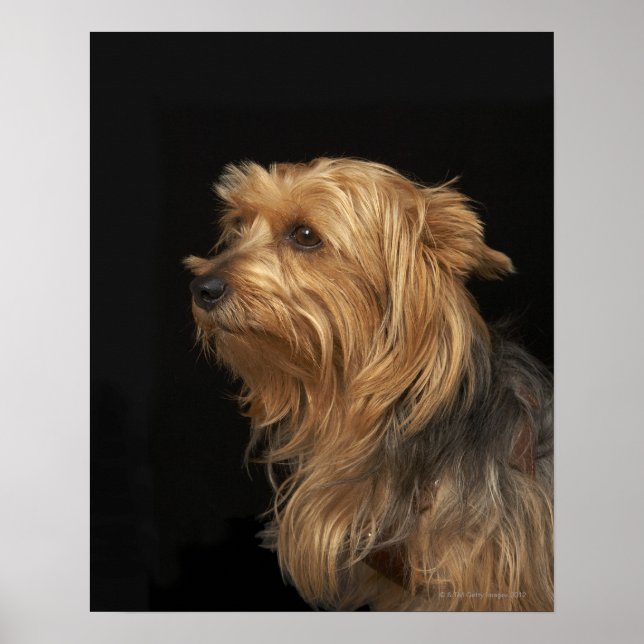 Links schwarz-braunes Yorkie-Profil Poster (Vorne)