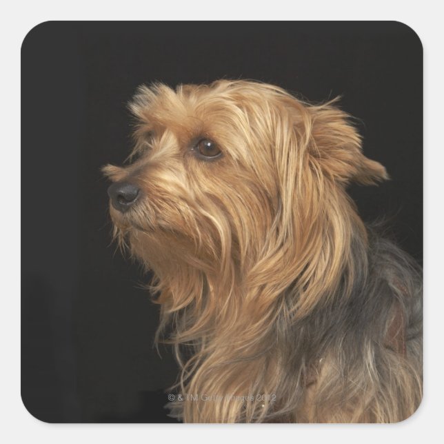 Links schwarz-braunes Yorkie-Profil Quadratischer Aufkleber (Vorderseite)