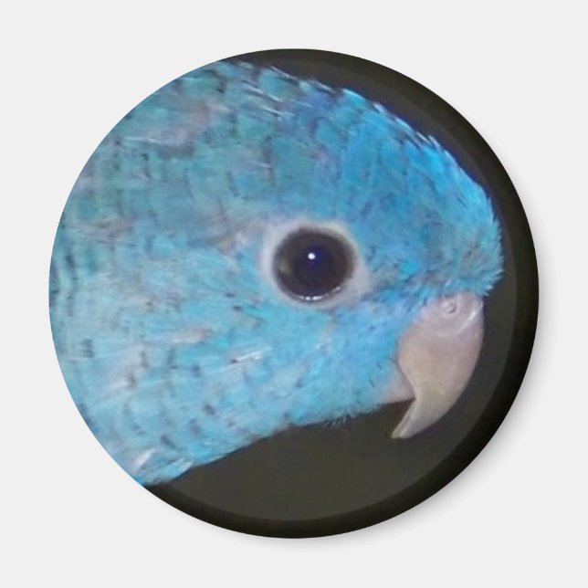 Linnie parakeet Magnet (Vorne)