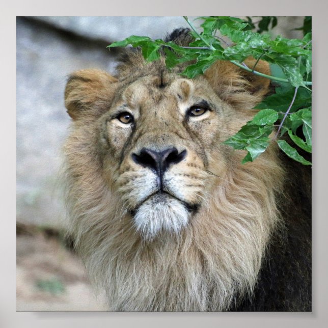 Lion20150605 Poster (Vorne)