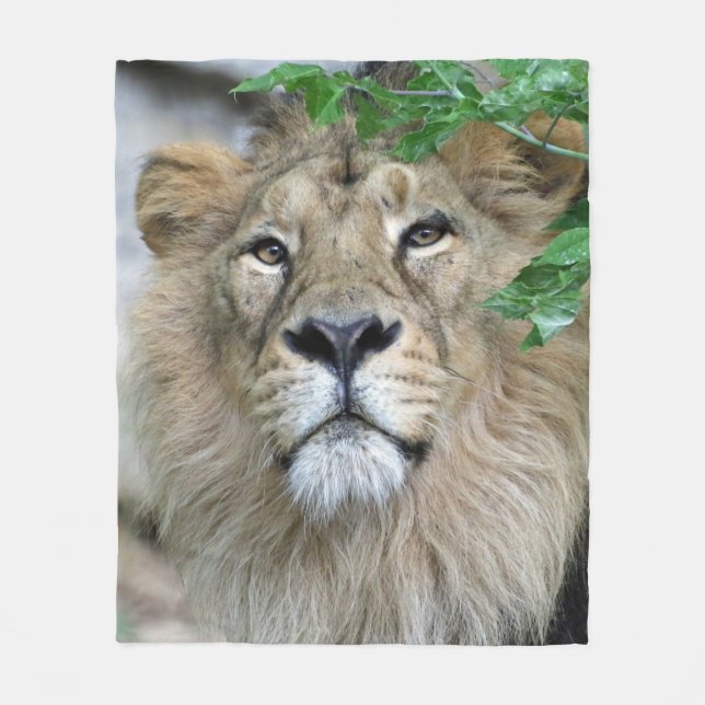 Lion 002 fleecedecke (Vorderseite)