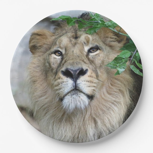 Lion 002 pappteller (Vorderseite)
