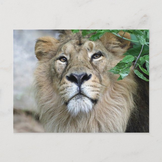 Lion 002 postkarte (Vorderseite)
