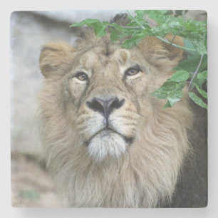 Lion 002 steinuntersetzer