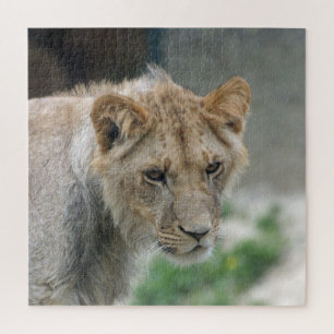 Lion 002 von JAMFoto Puzzle