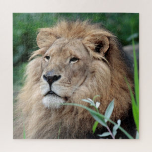 Lion 003 von JAMFoto Puzzle