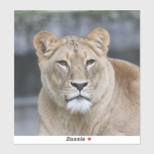 Lion 004 aufkleber